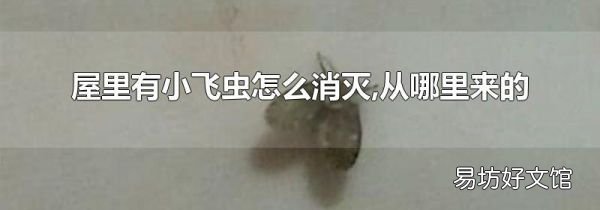 屋里有小飞虫怎么消灭,从哪里来的