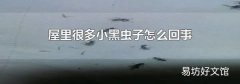 屋里很多小黑虫子怎么回事