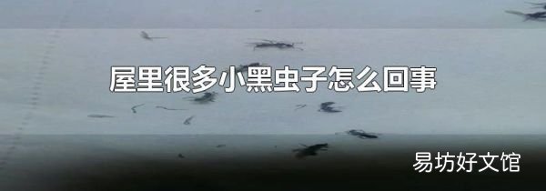 屋里很多小黑虫子怎么回事