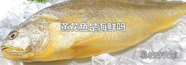 黄花鱼是海鲜吗