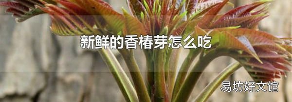 新鮮的香椿芽怎么吃