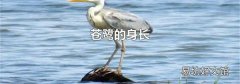 苍鹭的身长