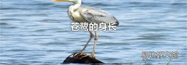 蒼鷺的身長