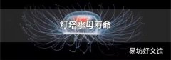 灯塔水母寿命