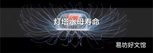 燈塔水母壽命