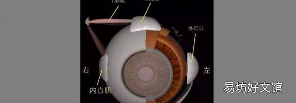 上直肌的作用是