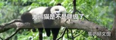 大熊猫是不是降级了