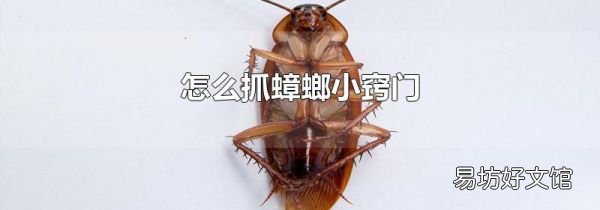 怎么抓蟑螂小窍门