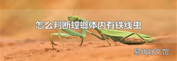 怎么判断螳螂体内有铁线虫