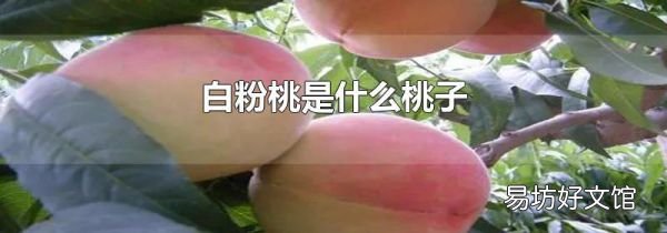 白粉桃是什么桃子