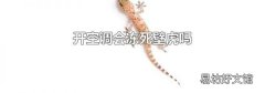 开空调会冻死壁虎吗