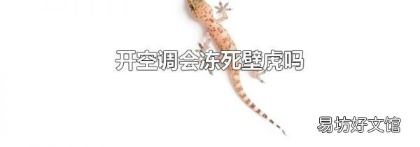 开空调会冻死壁虎吗