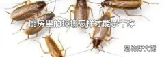 厨房里的蟑螂怎样才能杀干净