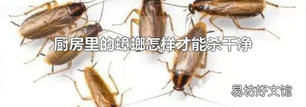 厨房里的蟑螂怎样才能杀干净
