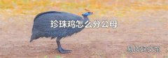 珍珠鸡怎么分公母