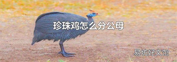 珍珠雞怎么分公母
