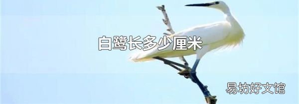 白鹭长多少厘米