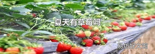 夏天有草莓吗