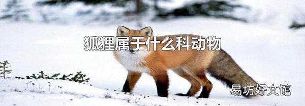狐狸属于什么科动物