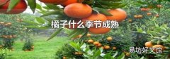 橘子什么季节成熟