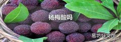 杨梅酸吗