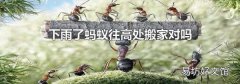 下雨了蚂蚁往高处搬家对吗