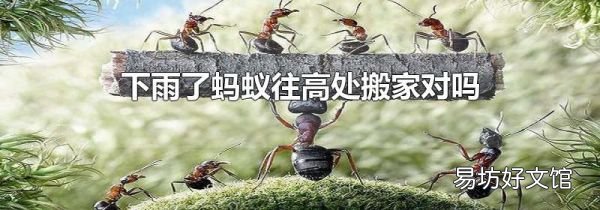 下雨了蚂蚁往高处搬家对吗