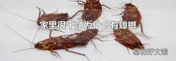 家里很干净为什么有蟑螂