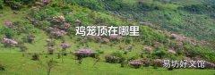 鸡笼顶在哪里