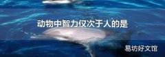 动物中智力仅次于人的是