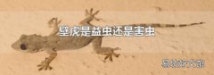 壁虎是益虫还是害虫