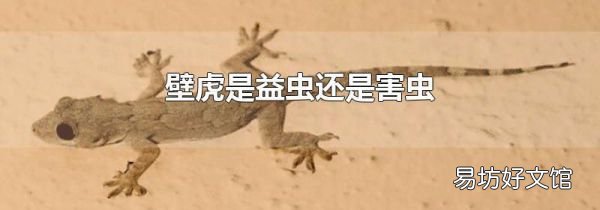 壁虎是益虫还是害虫