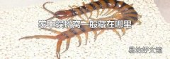 家中蜈蚣窝一般藏在哪里