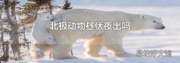北極動物晝伏夜出嗎