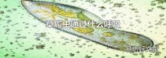 草履虫通过什么呼吸