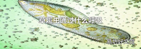 草履虫通过什么呼吸