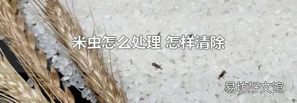 米虫怎么处理 怎样清除