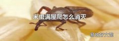 米虫满屋爬怎么消灭