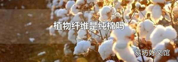 植物纤维是纯棉吗