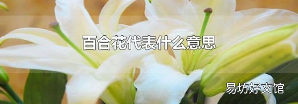 百合花代表什么意思