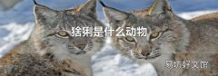 猞猁是什么动物