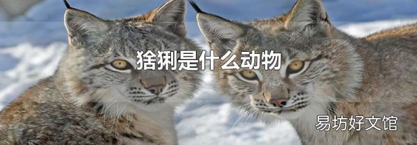 猞猁是什么動物