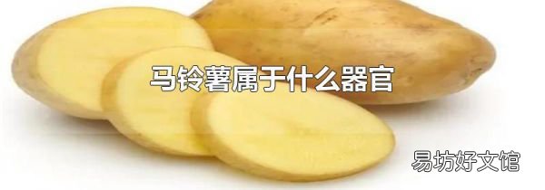 马铃薯属于什么器官
