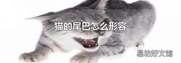 猫的尾巴怎么形容