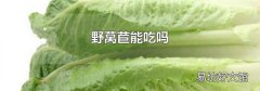 野莴苣能吃吗