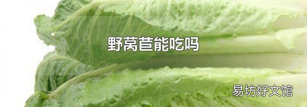野莴苣能吃吗