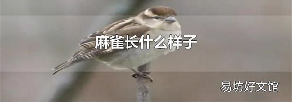 麻雀長(zhǎng)什么樣子
