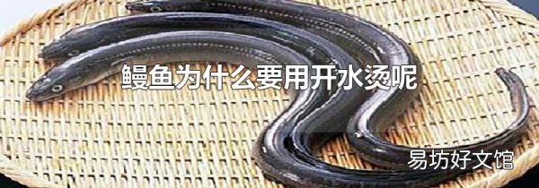 鳗鱼为什么要用开水烫呢