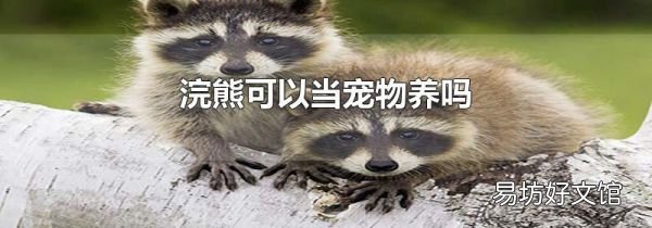 浣熊可以當(dāng)寵物養(yǎng)嗎