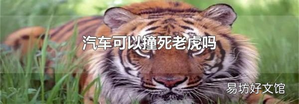 汽車可以撞死老虎嗎